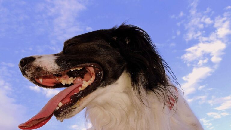 NYC-wide search held for the dog with the worst breath