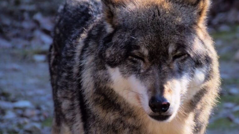 7 Facts About Wolf Reintroduction in Colorado