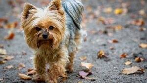 15 Dog Breeds With Big Hearts in Small Packages