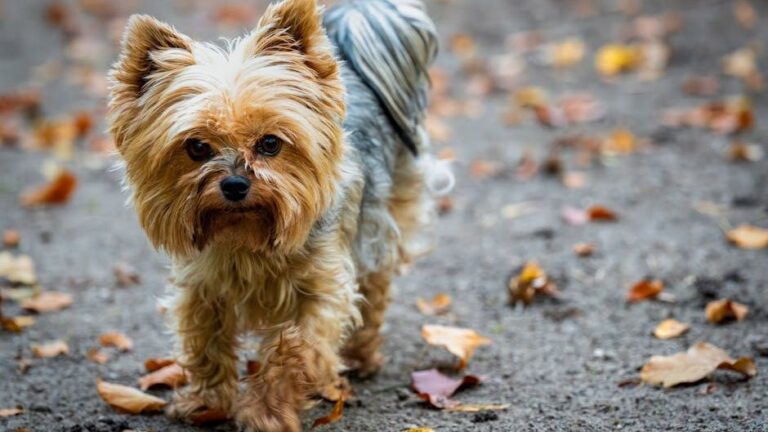 15 Dog Breeds With Big Hearts in Small Packages