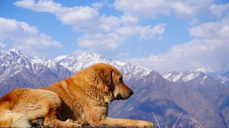 10 Dog Breeds That Thrive in Colorado's Mountain Climate (And 5 That Struggle)
