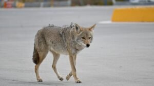 10 Ways Coyotes Have Adapted to Urban Life in America