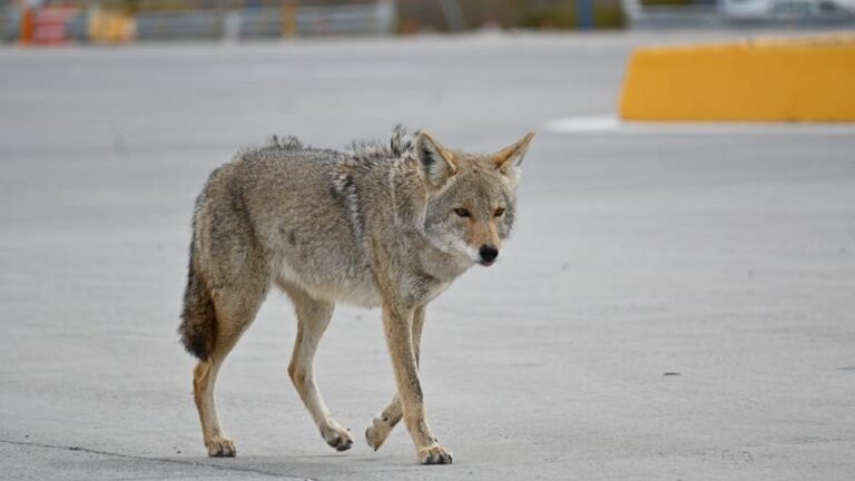10 Ways Coyotes Have Adapted to Urban Life in America