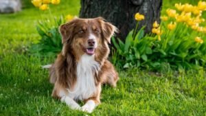Dog Breeds That Struggle With Busy Urban Life in Los Angeles