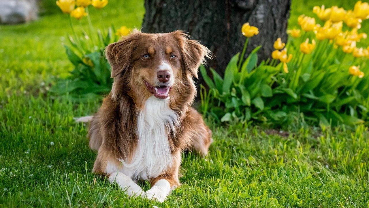 Dog Breeds That Struggle With Busy Urban Life in Los Angeles