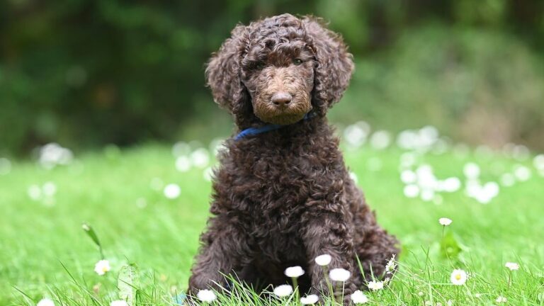 These Are the Top 10 Most Popular Dog Breeds in Pennsylvania