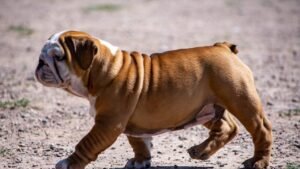 These Are the Top 10 Most Popular Dog Breeds in California