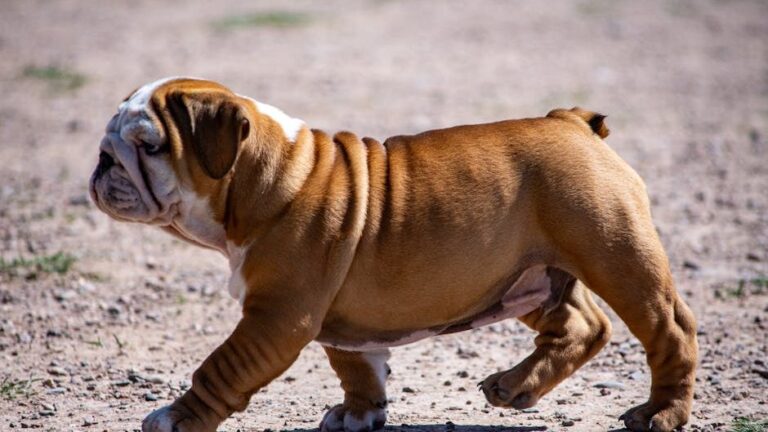 These Are the Top 10 Most Popular Dog Breeds in California