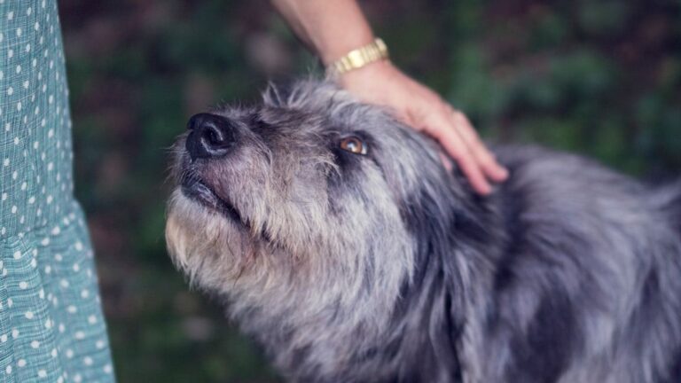 15 Moments Your Old Dog Still Lights Up For