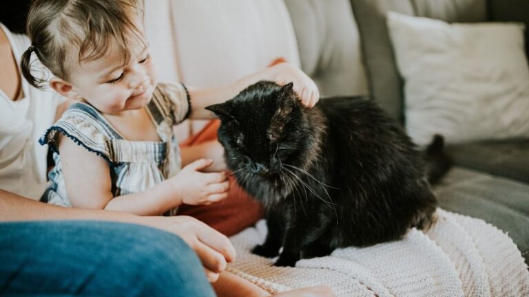 10 Worst Cat Breeds to Avoid With Children At Home