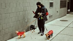 These Are the Top 10 Most Popular Dog Breeds in New York