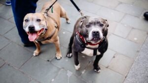 9 Emotional Reasons Older Adults Bond So Deeply With Staffies