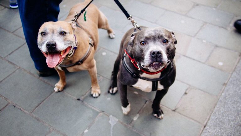 9 Emotional Reasons Older Adults Bond So Deeply With Staffies