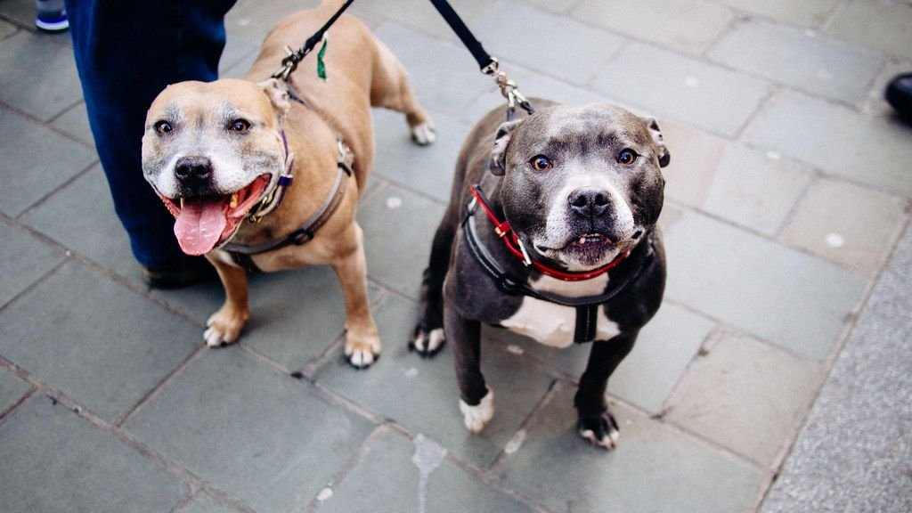 9 Emotional Reasons Older Adults Bond So Deeply With Staffies