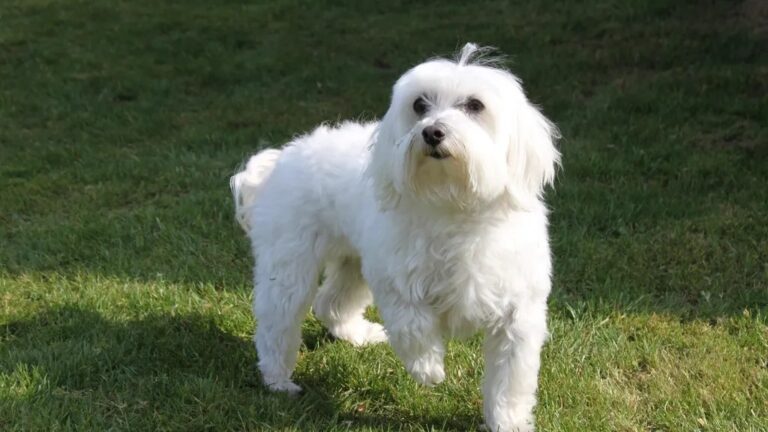 10 Dog Breeds That Are Surprisingly Good at Adapting to City Living