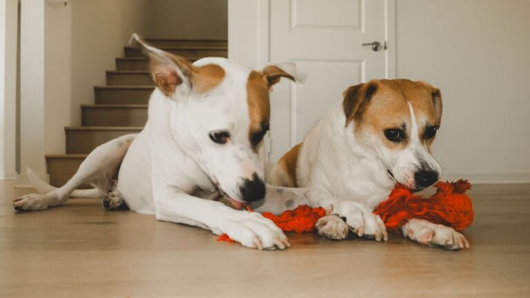 17 Signs Your Dog Says "I Trust You"