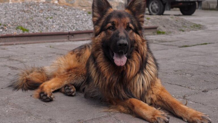 5 Dog Breeds That Are Exceptionally Loyal and Devoted to Their Families