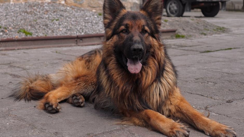 5 Dog Breeds That Are Exceptionally Loyal and Devoted to Their Families
