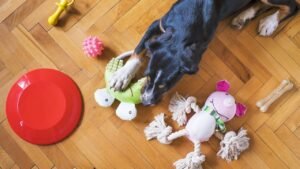 7 Creative Ways to Keep Your Dog Mentally Stimulated Indoors