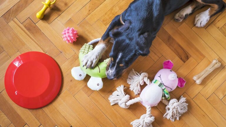 7 Creative Ways to Keep Your Dog Mentally Stimulated Indoors