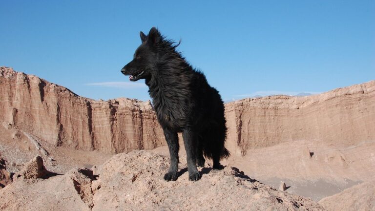 These Are the Top 10 Most Popular Dog Breeds in Arizona