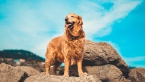 These Are the Top 10 Most Popular Dog Breeds in North Carolina