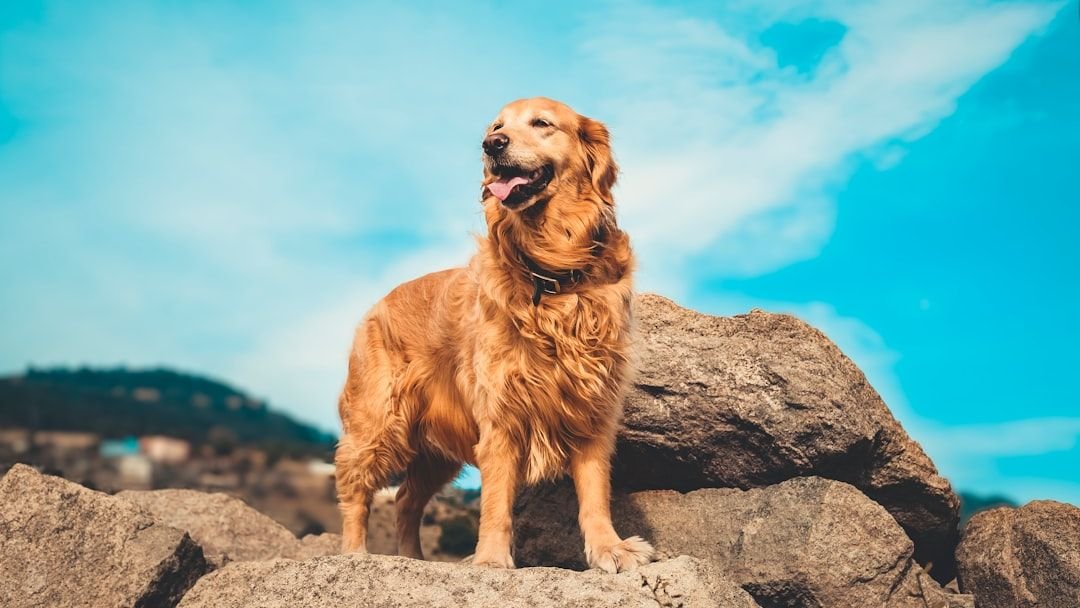 These Are the Top 10 Most Popular Dog Breeds in North Carolina