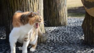 Video: 10-year-old cat fends off coyote in Pico Rivera