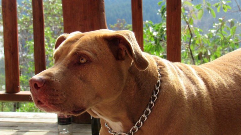 The 10 Most Popular Dog Breeds in Minnesota