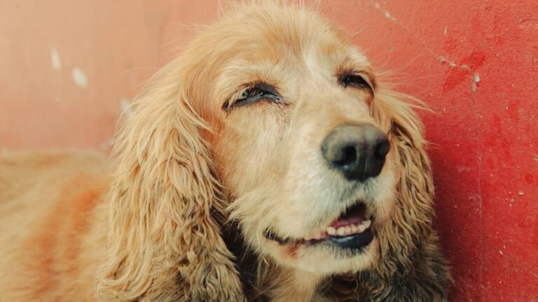 The Silent Gestures Your Dog Makes Are a Language All Their Own