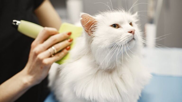 5 Undeniable Signs Your Cat Is Your Biggest Fan