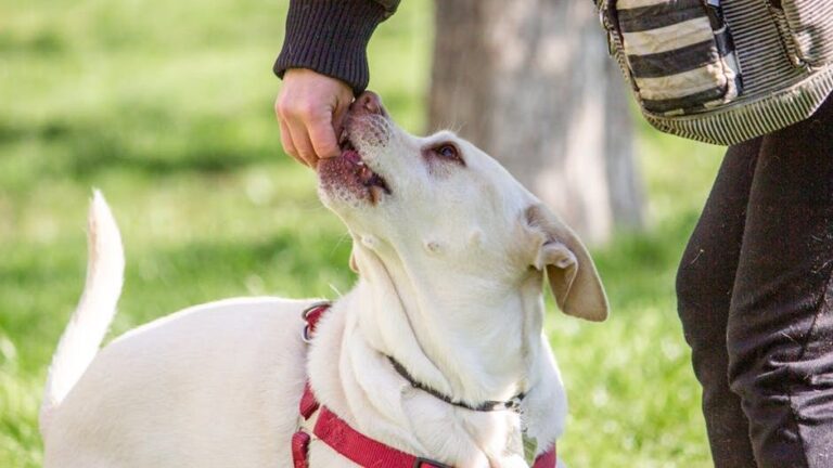 10 Things You Should Never Do When Playing With Your Dog