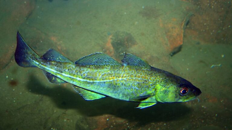 5 Fish That Are Safe For Dogs To Eat