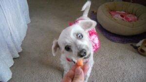 Can Dogs Eat Carrots? The Risks and Benefits