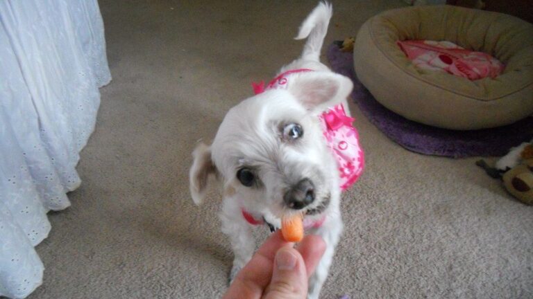 Can Dogs Eat Carrots? The Risks and Benefits