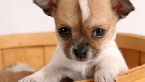 The Zodiac Signs That Bond Well With A Chihuahua