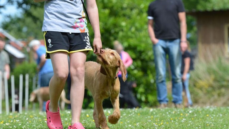 If Your Dog Is Aggressive to Just One Person in the Family, This Is Probably Why