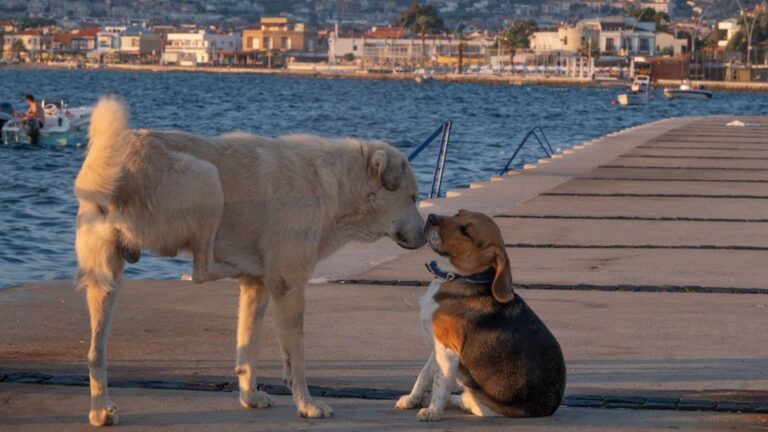 Your Dog's Playful Nudges Are Their Way of Asking for Attention
