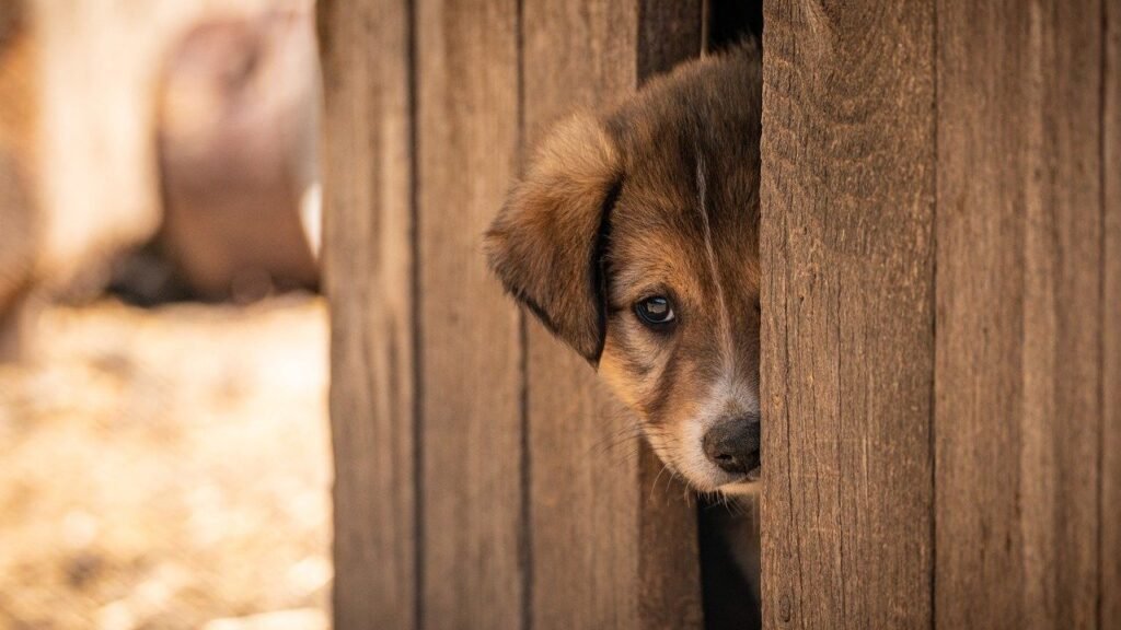 Victory For Animals: Colorado Bans The Sale Of Dogs And Cats In Pet Stores