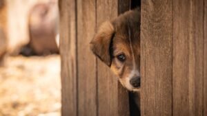 Victory For Animals: Colorado Bans The Sale Of Dogs And Cats In Pet Stores