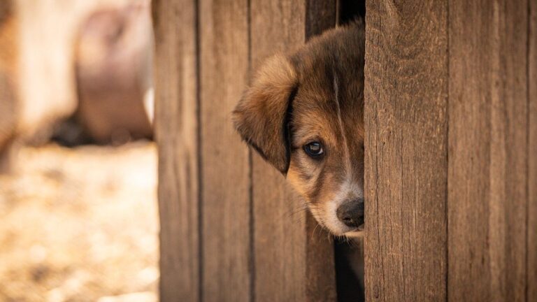 Victory For Animals: Colorado Bans The Sale Of Dogs And Cats In Pet Stores