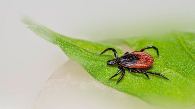 5 Things That Kill Ticks on a Dog Instantly