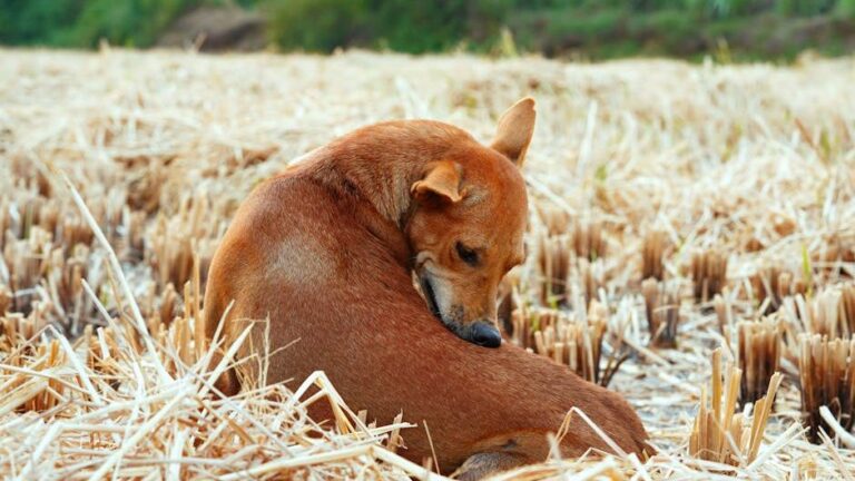 6 Reasons Your Dog Keeps Licking Their Butt