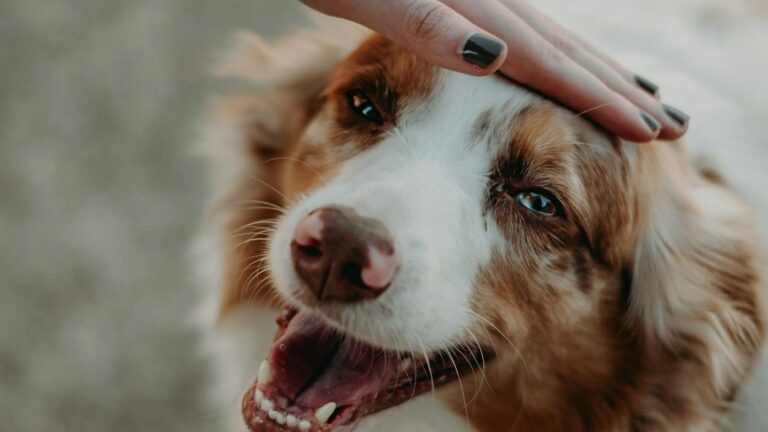 The Simple Act of Petting Can Significantly Reduce Your Dog's Stress
