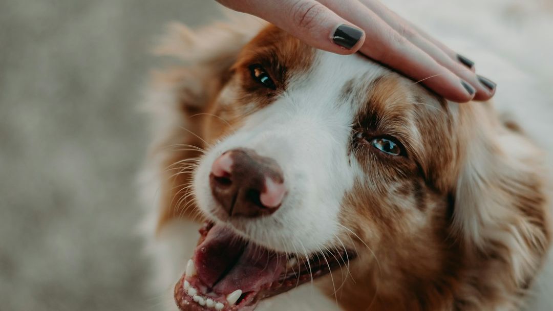 The Simple Act of Petting Can Significantly Reduce Your Dog's Stress