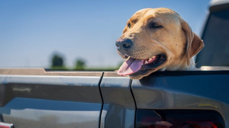 12 Dog Breeds That Are Exceptionally Good Travel Companions