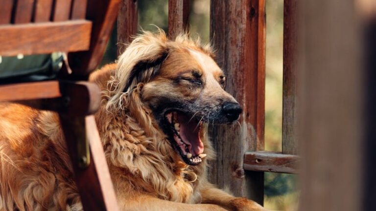 10 Things Dogs Do When They Feel Confused (Not Disobedient)