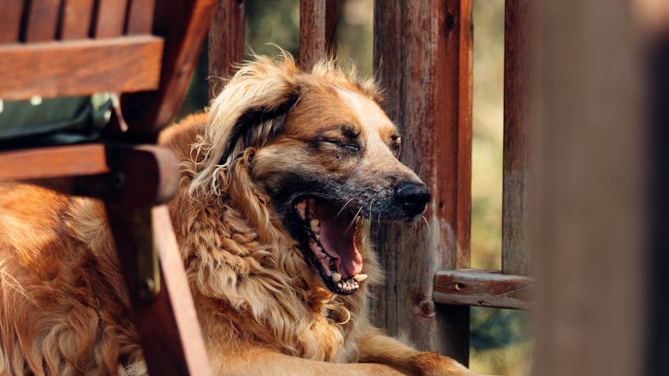 10 Things Dogs Do When They Feel Confused (Not Disobedient)