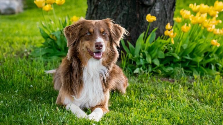 10 Dog Breeds That Are Exceptionally Good at Fetch (Ready for Playtime!)