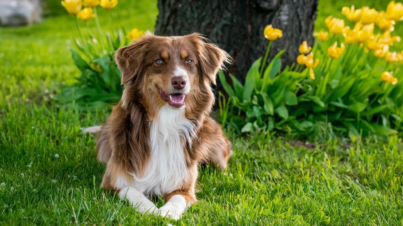 10 Dog Breeds That Are Exceptionally Good at Fetch (Ready for Playtime!)